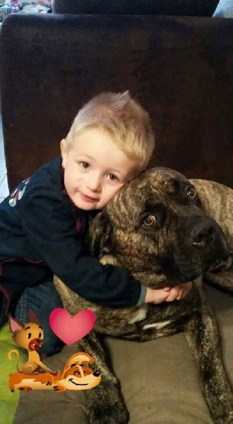 Le Cane Corso et sa Famille